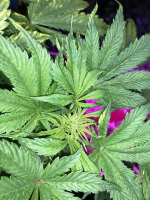 IMG_7552.JPG IMG_7552.JPG