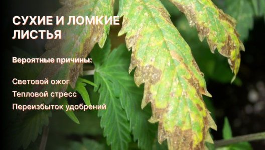 Сухие и ломкие листья конопли