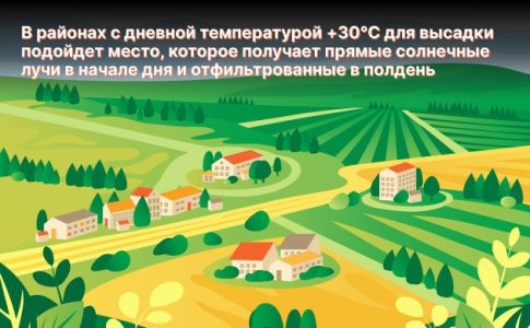 Выращивание конопли в аутдоре