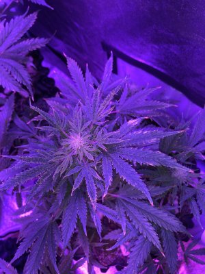 IMG_7628.JPG IMG_7628.JPG