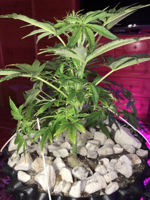 IMG_7625.JPG IMG_7625.JPG