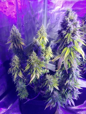 20230210_115452.jpg 20230210_115452.jpg