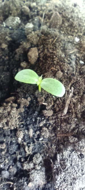 IMG_20230219_110747.jpg IMG_20230219_110747.jpg