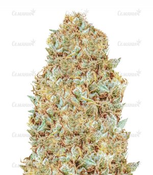 zkittles-monster-Monster-Genetics-SCH__Mf0M8QInv8jQDRIk.jpg zkittles-monster-Monster-Genetics-SCH__Mf0M8QInv8jQDRIk.jpg