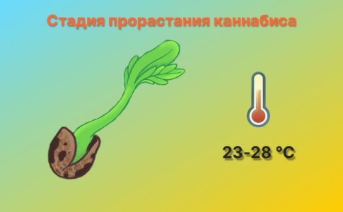 Температура для прорастания конопли