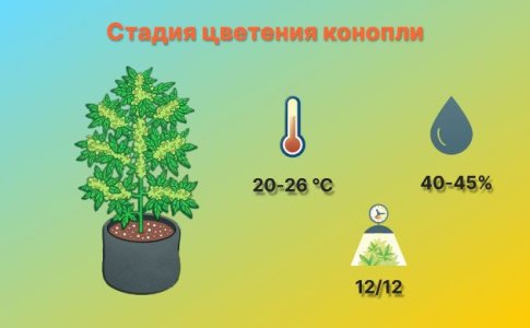 4-Stadiya-czveteniya-konopli.jpg