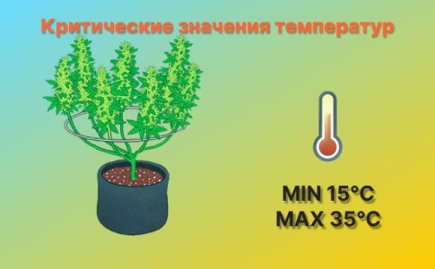 Максимальная и минимальная температура для конопли