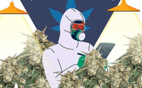 Быстрое выращивание конопли