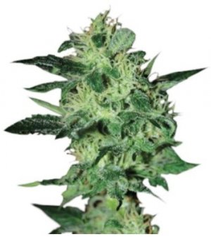 supercritical.jpg