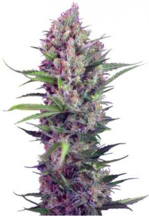 cream mandarine.jpg