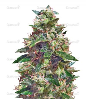 sort_Amnesia_Haze_AutoFem_vision_seeds__r0hb4IjzU6YfeQrD.jpg