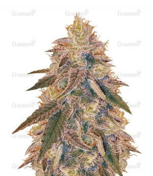 sort_Jack_Herer_vision_seeds__KelIivJca7wMQR2h.jpg