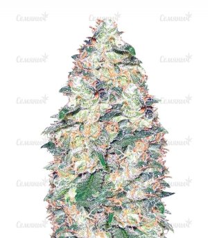sort_White_Widow_vision_seeds__ThnPAIhirNngONv1.jpg