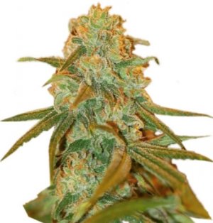 lemon skunk.jpg