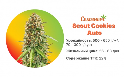 Scout Cookies Auto