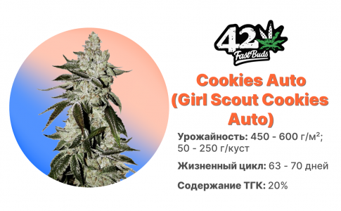 Cookies Auto