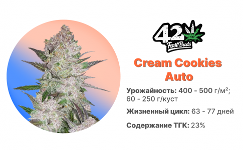 Cream Cookies Auto