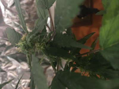 116FA7E6-110E-42A2-9F02-882E2FFFF31A.jpeg 116FA7E6-110E-42A2-9F02-882E2FFFF31A.jpeg