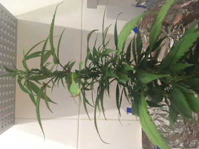 1E92848B-CB95-4339-BEA2-C53BAE17FDF7.jpeg 1E92848B-CB95-4339-BEA2-C53BAE17FDF7.jpeg