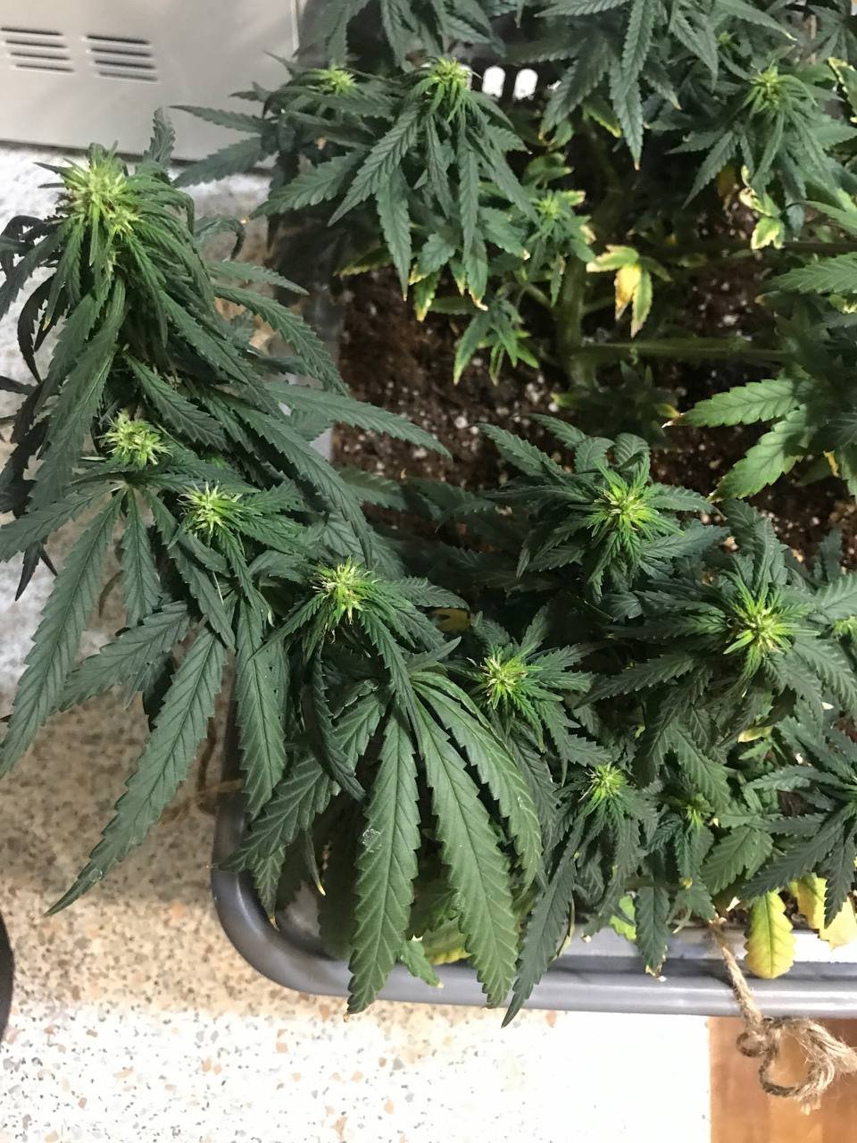 msg603478006-15974 (1).jpg