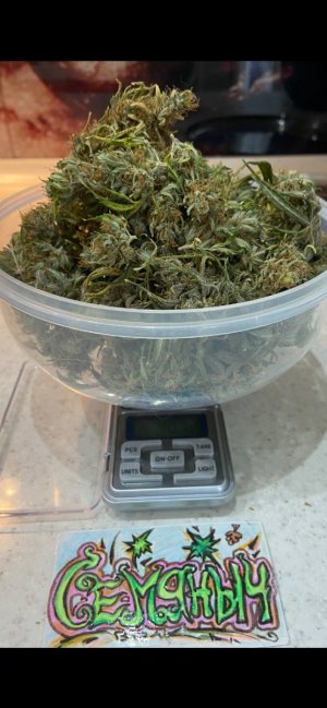 + неделя от Харва.jpeg